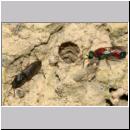 B-Odynerus spinipes Nester 03.jpg